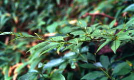NW
