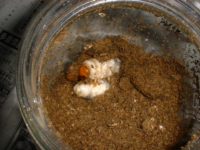 binnkoukann(3).jpg