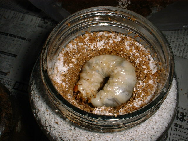 binnkoukann(5).jpg