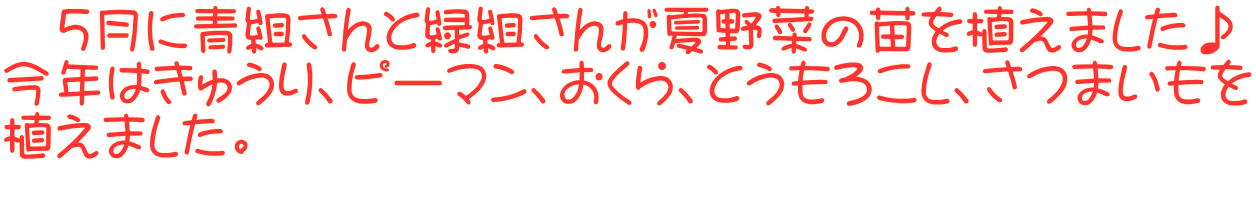 　５月に青組さんと緑組さんが夏野菜の苗を植えました♪ 今年はきゅうり、ピーマン、おくら、とうもろこし、さつまいもを 植えました。 