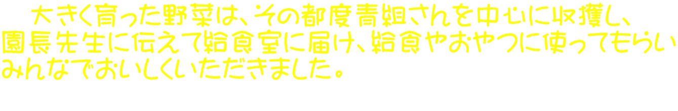 　大きく育った野菜は、その都度青組さんを中心に収獲し、 園長先生に伝えて給食室に届け、給食やおやつに使ってもらい みんなでおいしくいただきました。 