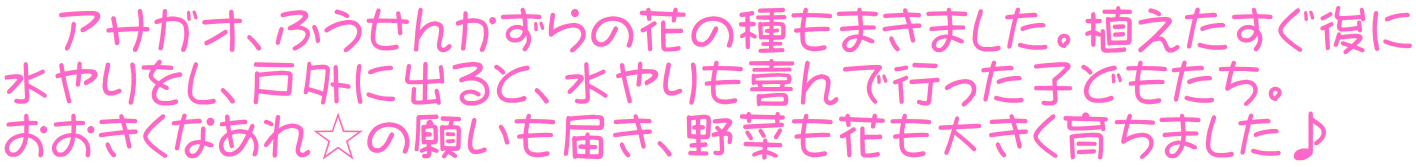 　アサガオ、ふうせんかずらの花の種もまきました。植えたすぐ後に 水やりをし、戸外に出ると、水やりも喜んで行った子どもたち。 おおきくなあれ☆の願いも届き、野菜も花も大きく育ちました♪